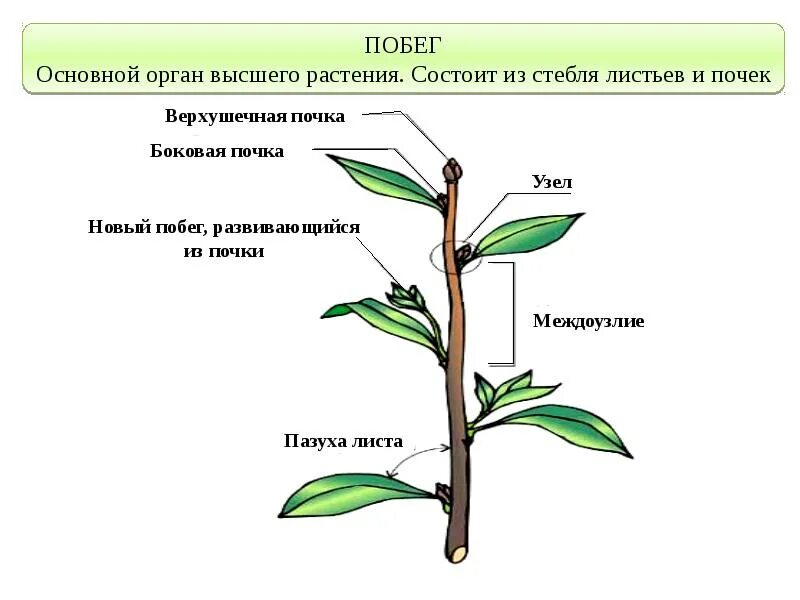 Назовите части побегов. Побег и почки, строение стебля и листа.. Побег это основной вегетативный орган растения. Побег стебель почки междуузелье. Вегетативные органы корень и побег.