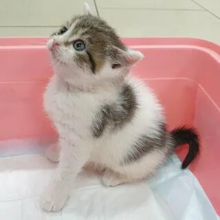 Зоомагазин кошки