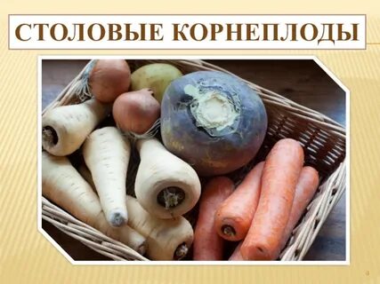 3 корнеплода