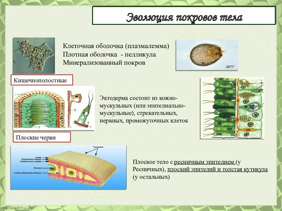 Эволюция строения и функций. Эволюция покровов тела. Эволюция покровов тела животных. Эволюция кожных покровов животных. Кожные покровы беспозвоночных.