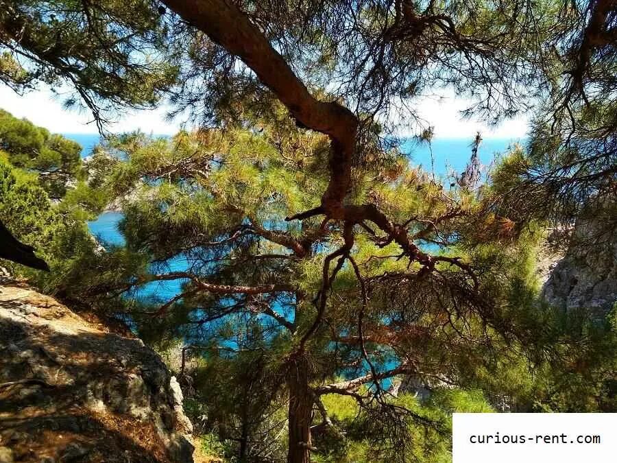 Можжевеловая роща кабардинка. Реликтовая можжевеловая роща новый свет. Можжевеловая роща. Реликтовая можжевеловая роща судак. Крым новый свет реликтовая можжевеловая роща.