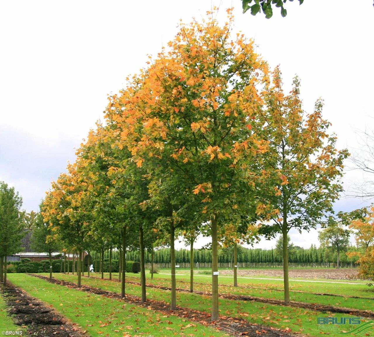Клен д б. Клен остролистный deborah. acer platanoides (клён остролистный) &#039;cleveland&#039;. клен остролистный (acer platanoides). клен остролистный &quot;дебора&quot; acer platanoides &#039;deborah&#039;.