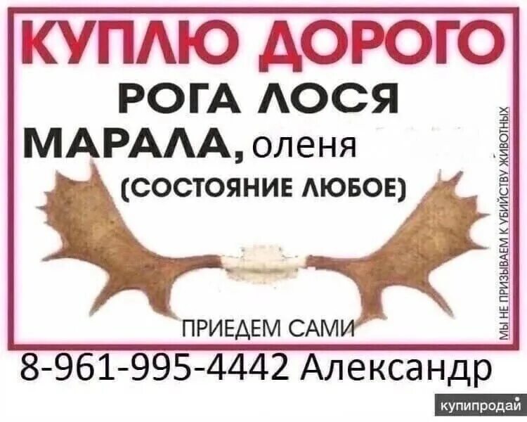 Как получить рога в рб. Закупаю рога. скупаем рога дорого. скупка рога оленя лося.
