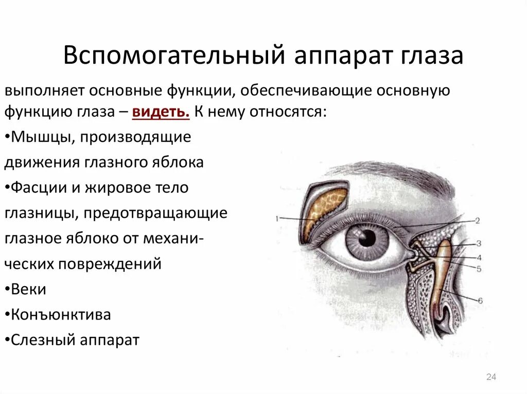 Слезные железы вспомогательный аппарат. , Структуры строения вспомогательного аппарата глаза?. Вспомогательный аппарат глазного яблока анатомия. Основная функция вспомогательного аппарата глаза:. Структуры глазного яблока вспомогательный аппарат органа зрения.