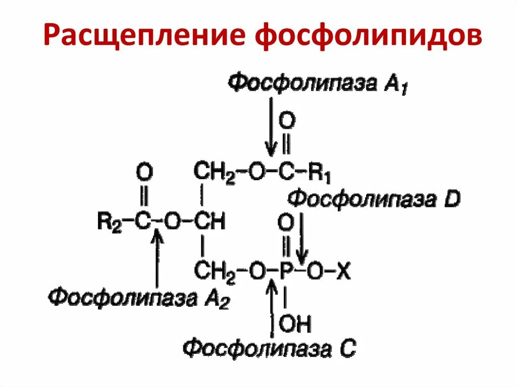 Ферменты расщепления липидов. Ферменты осуществляющие расщепление фосфолипидов. Тканевой распад фосфолипидов ферменты расщепления фосфоглицеридов. Ферменты расщепления фосфоглицеридов. Расщепление фосфолипиды фосфолипазы а2.