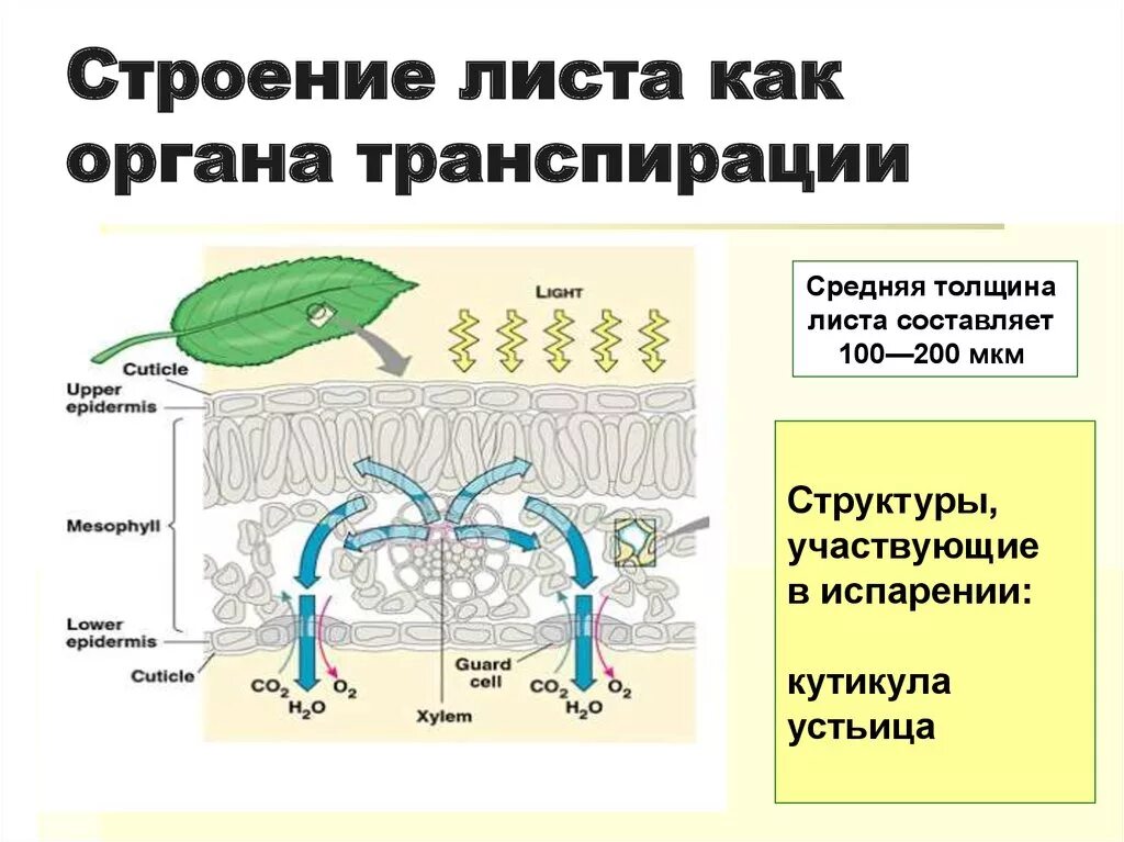 Установите последовательность поступления воды в корень. Устьица листа транспирация. Строение листа. Структура листа. Процесс транспирации у растений.