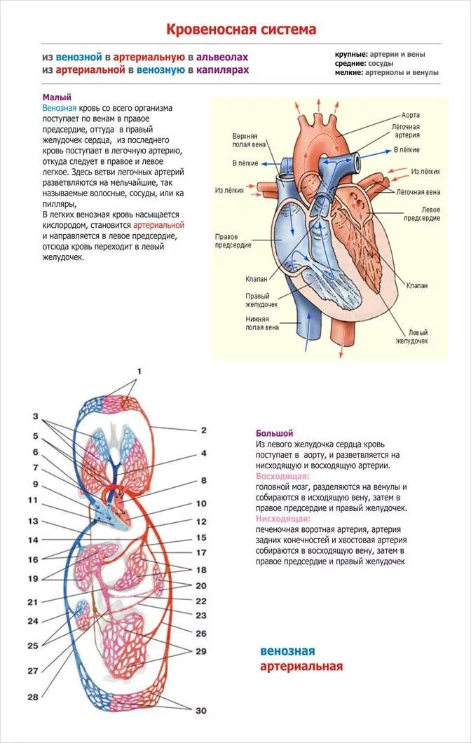 Какая кровь в левом желудочке сердца. Левый желудочек схема. Левый желудочек венозная. Кровеносная система предсердие желудочек. Кровеносная система левое предсердие.
