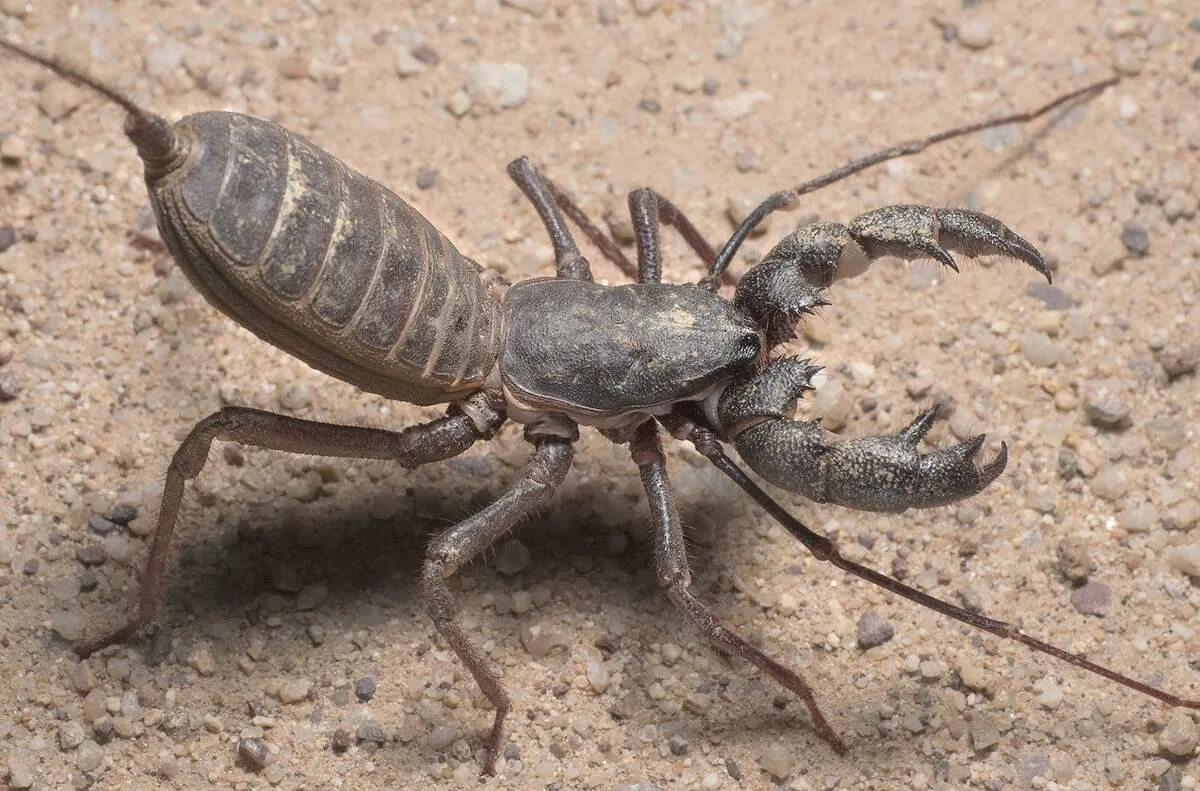 Скорпион паукообразное животное. Отряд телифоны (uropygi). mastigoproctus giganteus. арахнид паук-скорпион. паукообразные отряд телифоны.