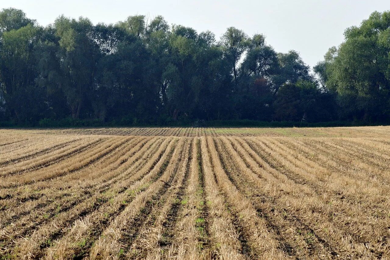 Поле вид сверху. Борозда. Вспаханная земля. Пахотная борозда это. Борозда.