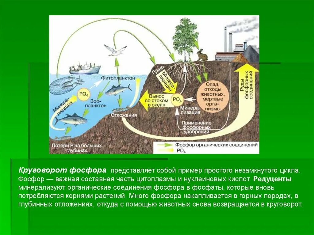 Соединения азота в почве. Круговорот веществ в природе фосфор. Круговорот фосфора (по ф. Рамаду, 1981). Круговорот веществ фосфора схема. Круговорот серы в биосфере.