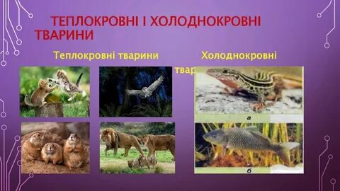 Теплокровность характерна для