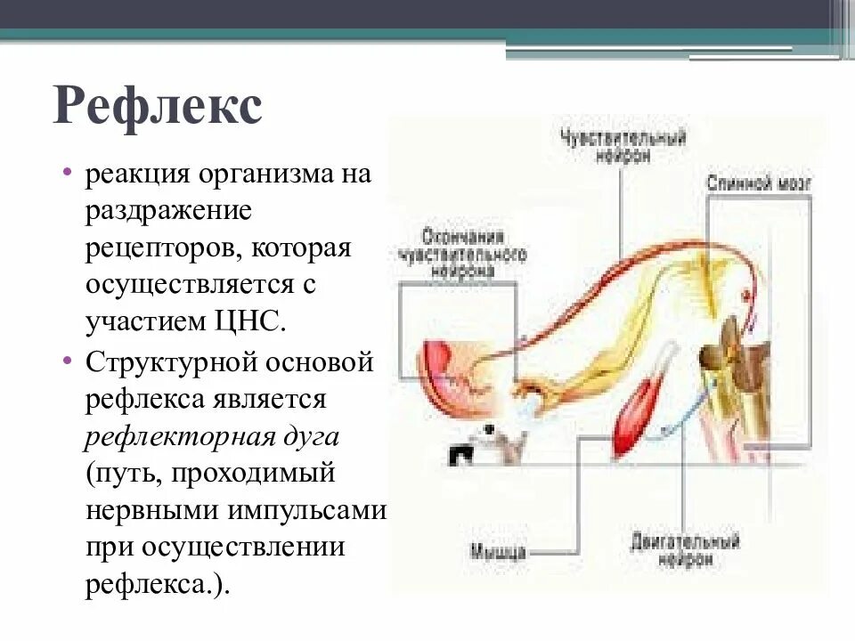 Нервные импульсы при осуществлении рефлекса. Рефлекс физиология. Рефлекторная дуга ЦНС. Глотательный рефлекс рефлекторная дуга. Рефлекс нервная система.