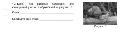 Какой тип развития характерен для улитки