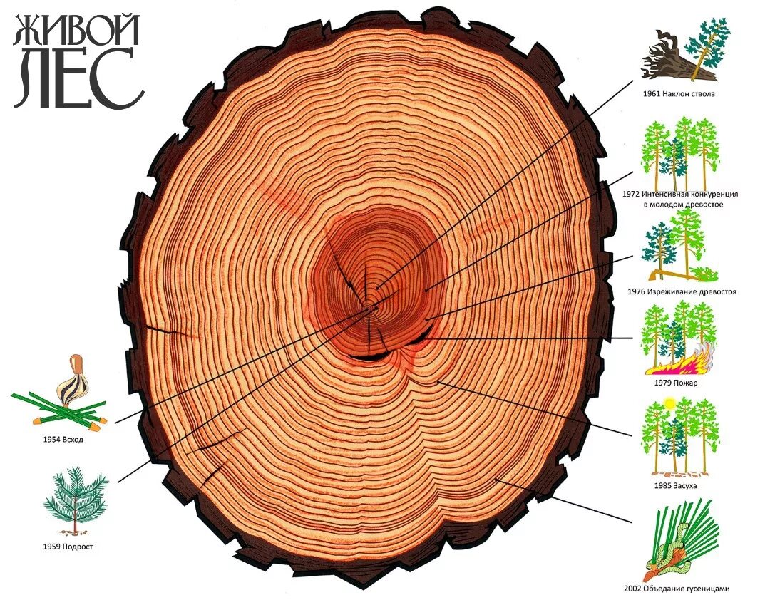 По стволу дерева можно. Годичные кольца древесины. Спил дерева годичные кольца. Годовые кольца дерева. Срез древесины.