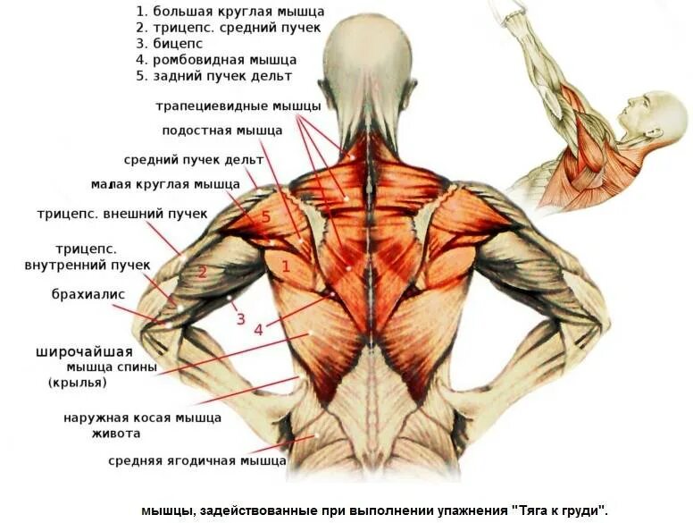 Поясница какие мышцы. Большая и малая ромбовидные мышцы спины.