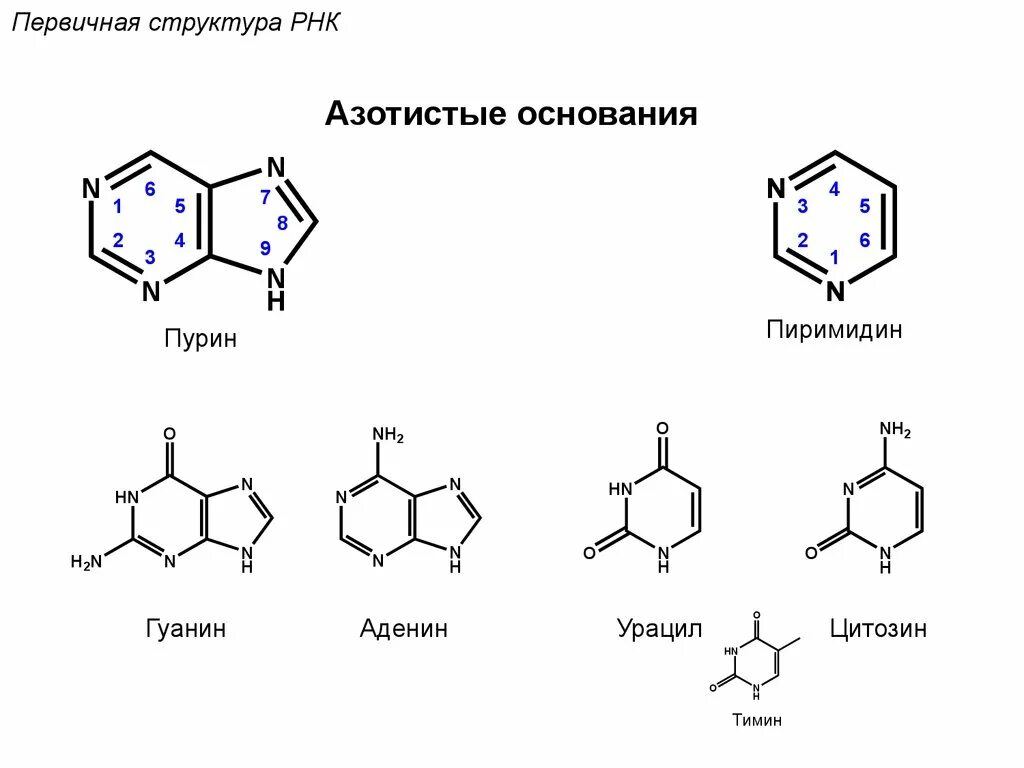 Аденин гуанин цитозин Тимин структурные формулы. Пурин и его производные аденин гуанин. Строение ДНК аденин Тимин гуанин цитозин. Структура гуанин Тимин аденин.