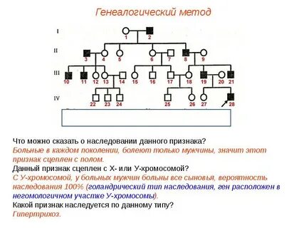 Генеалогический метод основан на изучении