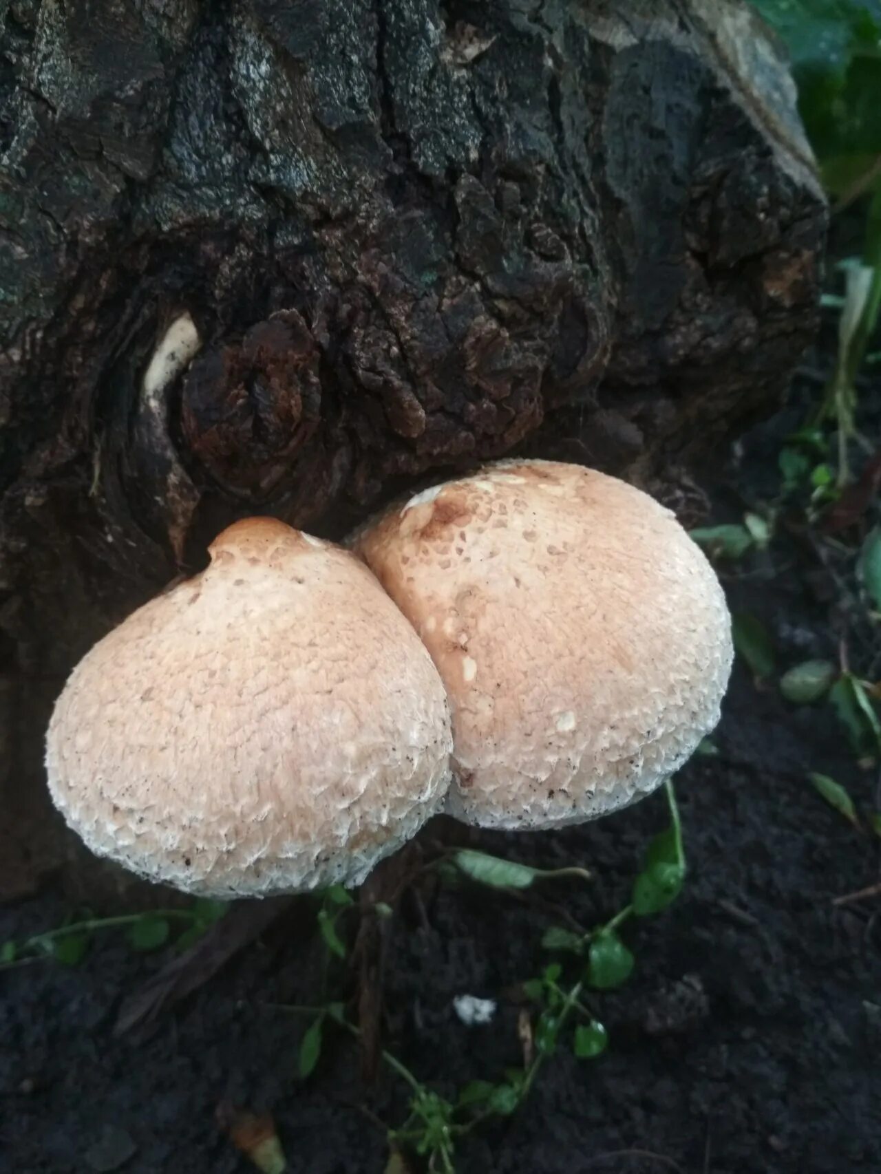 Чешуйчатка разрушающая 2 фото гриба 08.10.2019