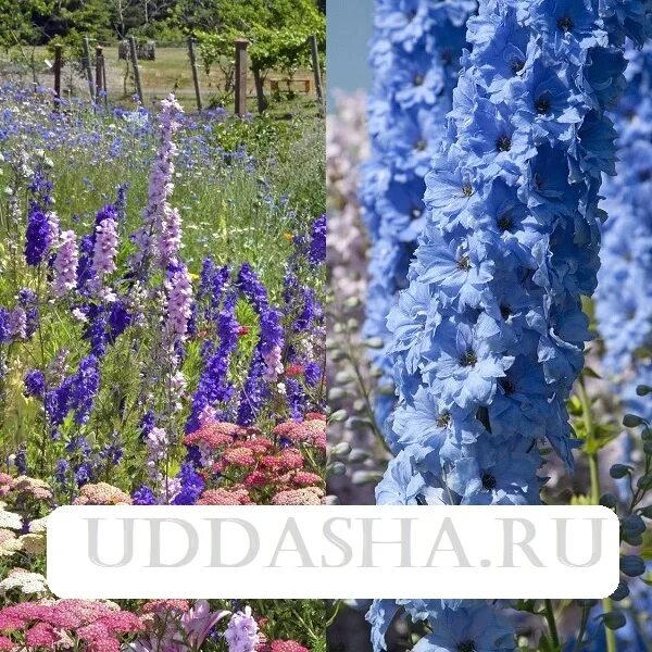 Как посеять дельфиниум. Дельфиниум многолетний рассада. Дельфиниум посев на рассаду. Дельфиниум многолетний сеянцы. Как посеять дельфиниум.