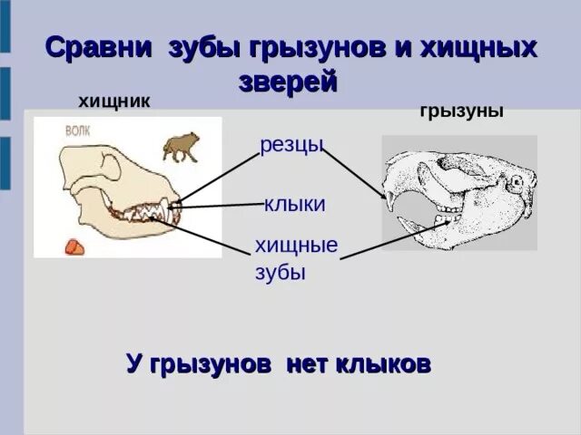 Какую особенность имеют резцы у грызунов. Зубная система грызунов. Строение зубов грызунов. Зубная система грызунов млекопитающих.