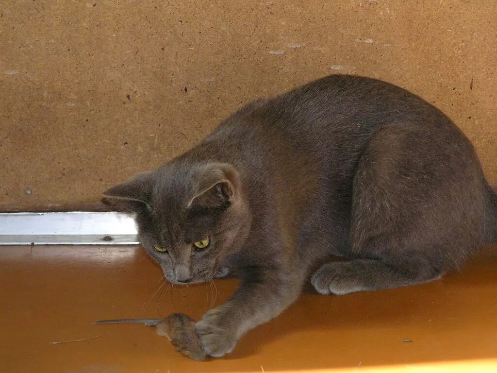 Кошки-крысоловы: лучшие породы фото, какие коты ловят мышей и крыс
