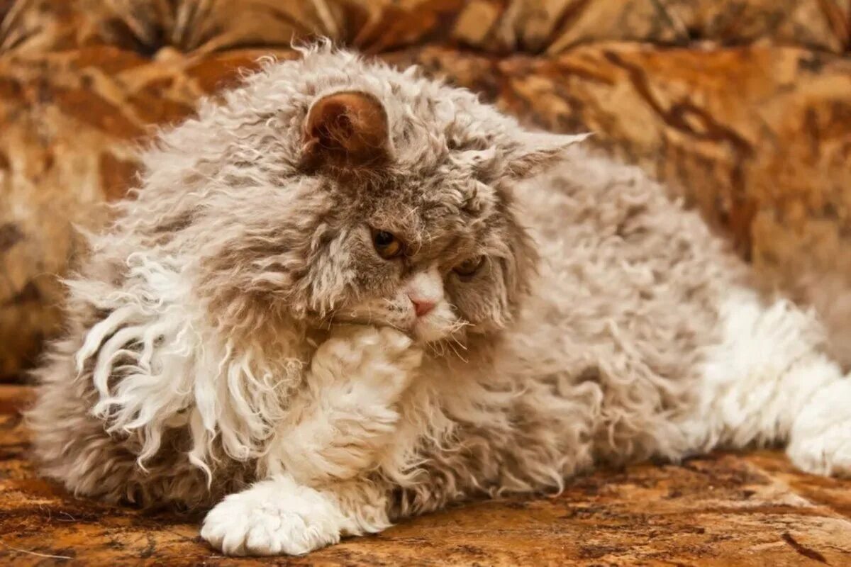 Sheep cat