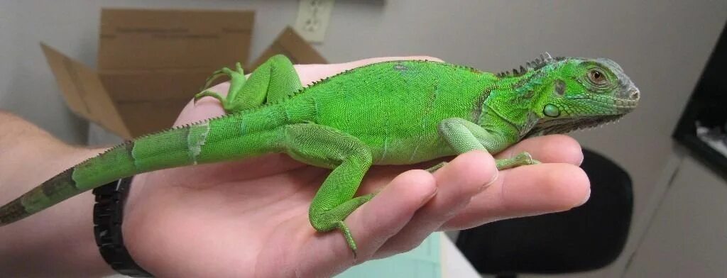 Page 8 90,000+ Pet Lizard Pictures