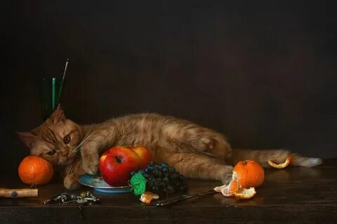 Cats fruits