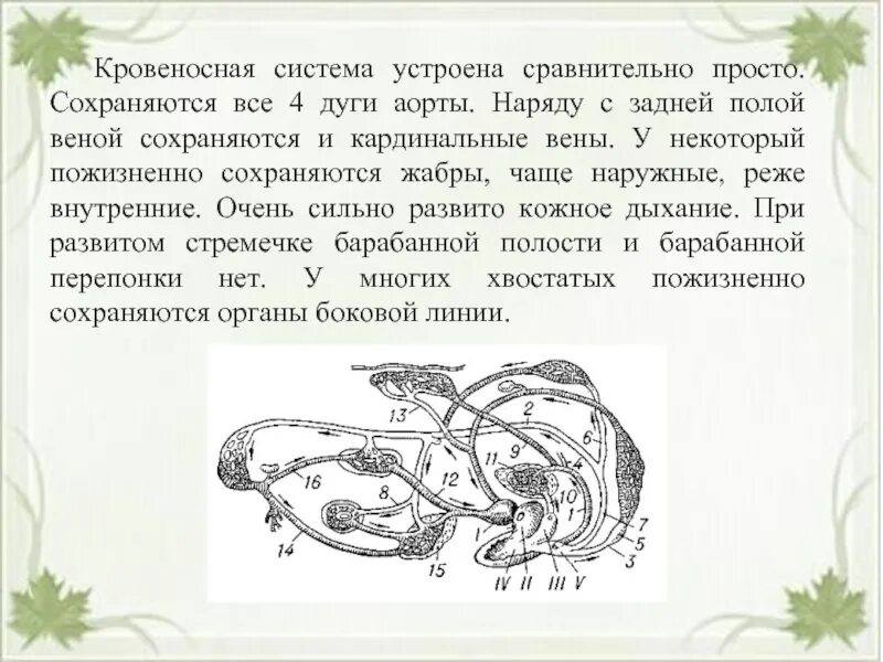 Наружные жабры у земноводных. Кровеносная система хвостатых амфибий. Хвостатые земноводные кровеносная система. Хвостатые амфибии строение. Кровеносная система хвостатых земноводных.