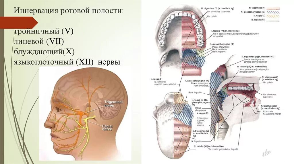 Какие нервы иннервируют язык. Топография головы черепные нервы.. иннервация языка черепные нервы. черепные нервы: тройничный нерв (иннервация зубочелюстной системы). иннервация ротовой полости.