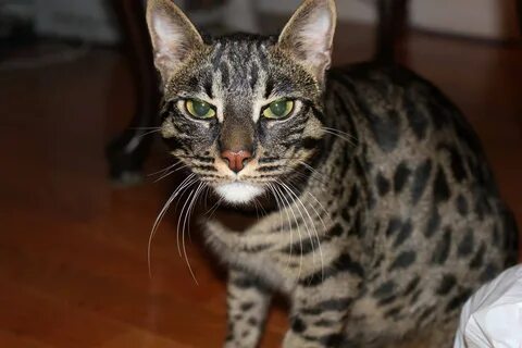 Котята пятнышками