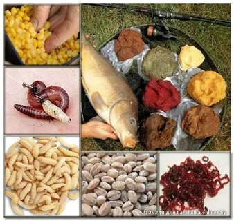 Какую приманку ловить