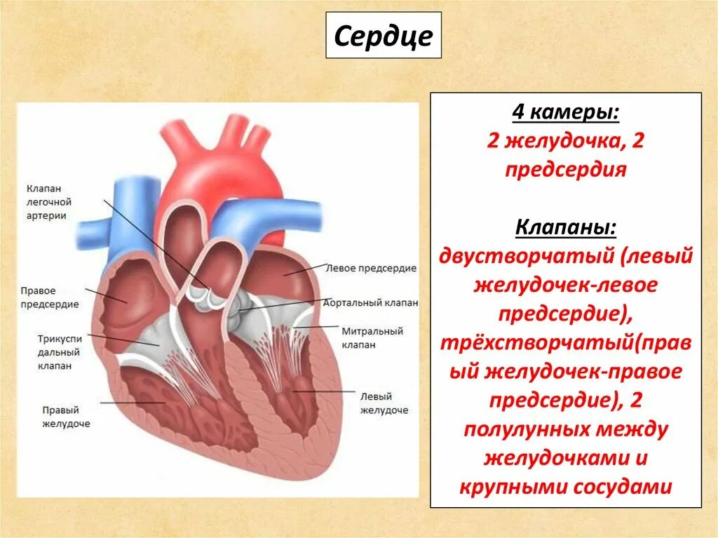 Строение сердца предсердия и желудочки клапаны. Строение сердца камеры и клапаны. Строение сердца клапаны желудочки. Строение сердца желудочки предсердия. 3 в левое предсердие впадают