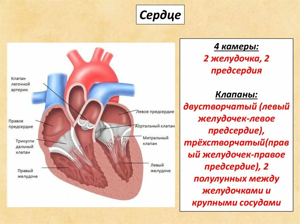 Строение сердца предсердия и желудочки клапаны. Строение сердца камеры и клапаны. Строение сердца клапаны желудочки. Сердце-строение: камеры, клапаны и стенки сердца. Клапан правого предсердно желудочкового отверстия