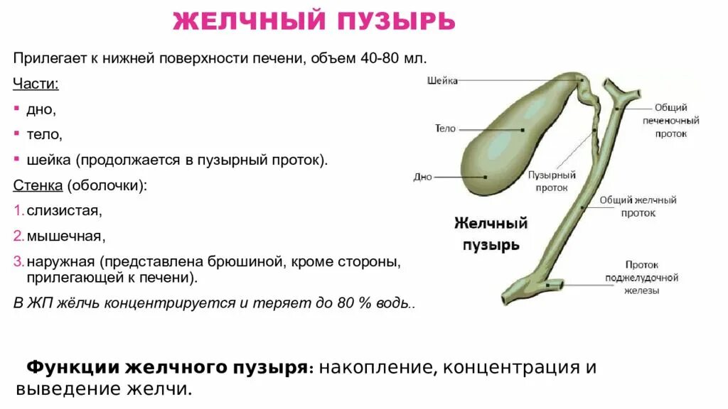 Желчный пузырь шейка тело. Строение желчного пузыря анатомия. Строение желчного пузыря кратко. Характеристика желчного пузыря. Анатомические структуры желчного пузыря.