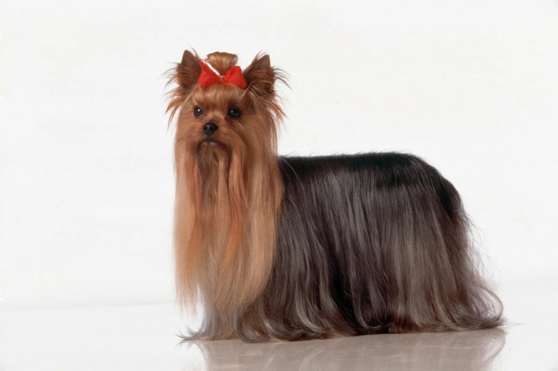 Йоркширский терьер серебристый. Йоркширский терьер волосы. Колли йорк. Йоркширский терьер волосы. Йоркширский терьер стандарт стрижки.