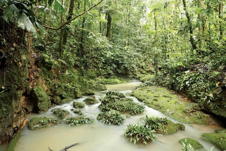 На каком материке расположен дождевой лес сельва. Тропические дождевые леса Амазонии. Сельва амазонки, Южная Америка. Сельва Бразилии.