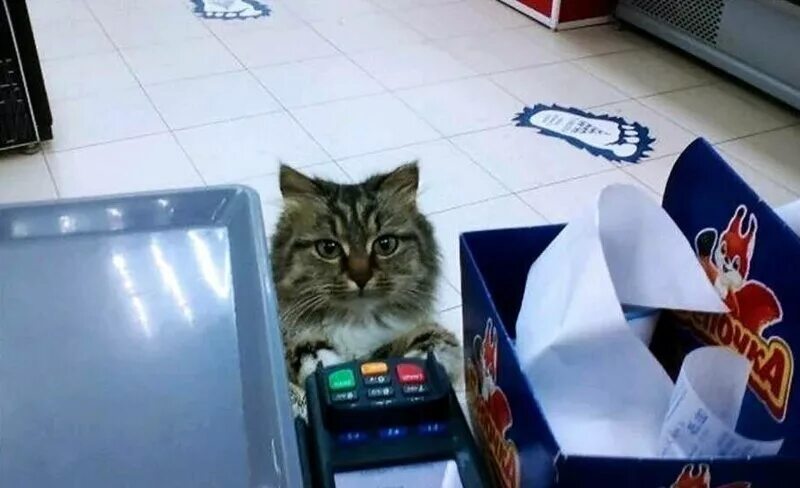 Кот с купюрой. Кот несет бумажку. Жизнь кота. Кот платит. Коту заплатите.