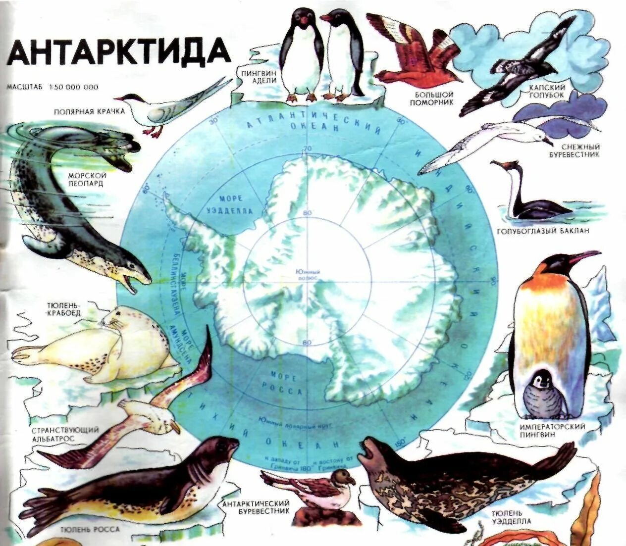 Южный океан природные зоны. Животные Антарктиды учебник. Животный мир Антарктиды карта. Карта природных зон Антарктиды. Животные Антарктиды для детей.