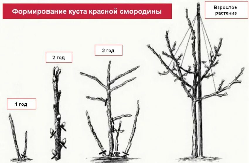 Обрезают ли черную смородину. Формирование куста смородины весной. Схема обрезки красной смородины. Правильная обрезка смородины весной. Обрезка крыжовника штамбовый.