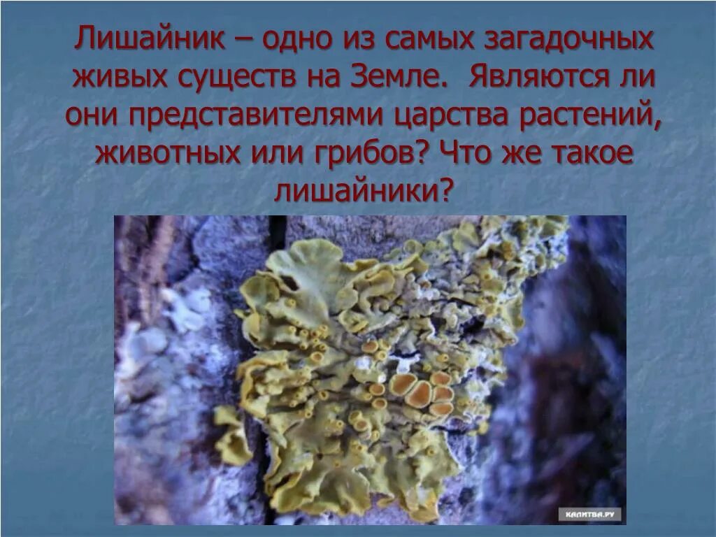 Лишайники царство. Лишайники презентация. Лишайники это представители царства. Лишайники относятся к царству растений. Кладония ягель.