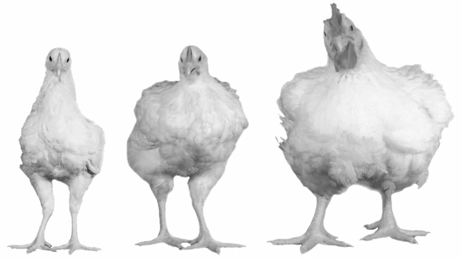Гетерозиготную курицу с гребнем и голыми. Фаюми порода кур. Селекция бройлерных цыплят.