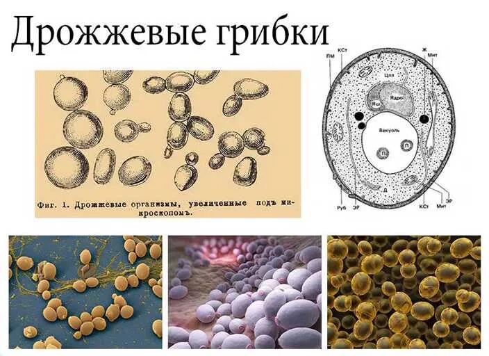 Микроскопия кала дрожжевые грибки. Микроскопия кала дрожжи. Дрожжеподобные грибы в Кале Candida. Грибы споры в организме