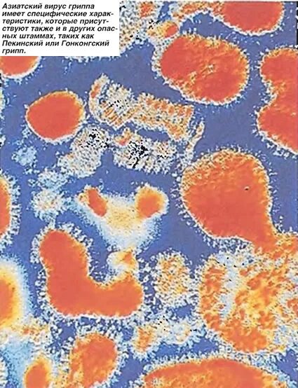 рга вируса гриппа. вирусоскопический метод исследования схема. идентификация гриппа. перечислите методы культивирования вируса гриппа. методы диагностики острых респираторных инфекций.