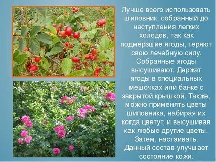 Значение шиповника в жизни человека