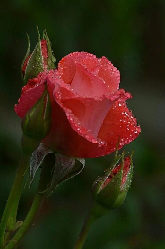 Красивые бутоны 1. Красивые цветочки. Красивые розы. Красивый бутон. Красивые бутоны роз.