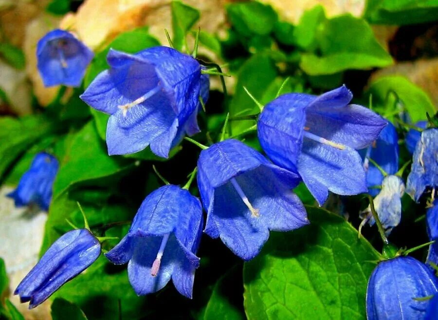 Колокольчик campanula. Пролеска колокольчатая блу. Цветы голубые колокольчики. Колокольчик кампанула многолетний. Цветы голубые колокольчики.