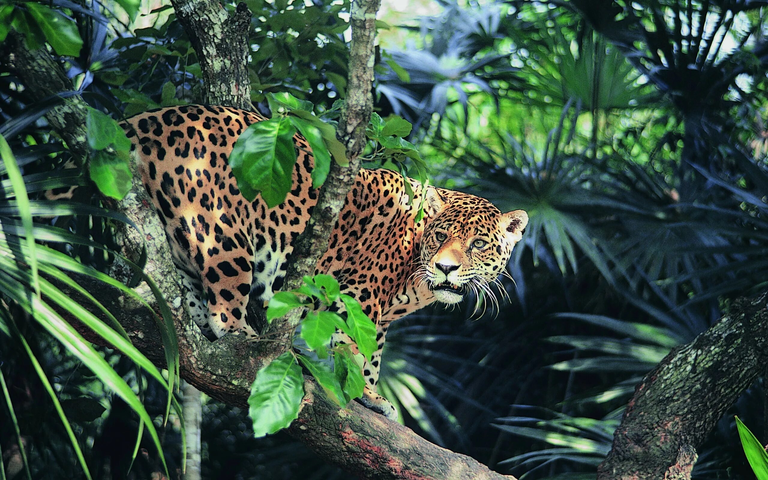 Оцелот Сельва. Ягуар леопард джунгли. Ягуар в тропическом лесу. Амазонский Ягуар.