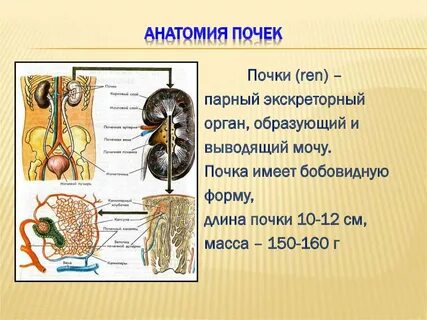 Парным органом