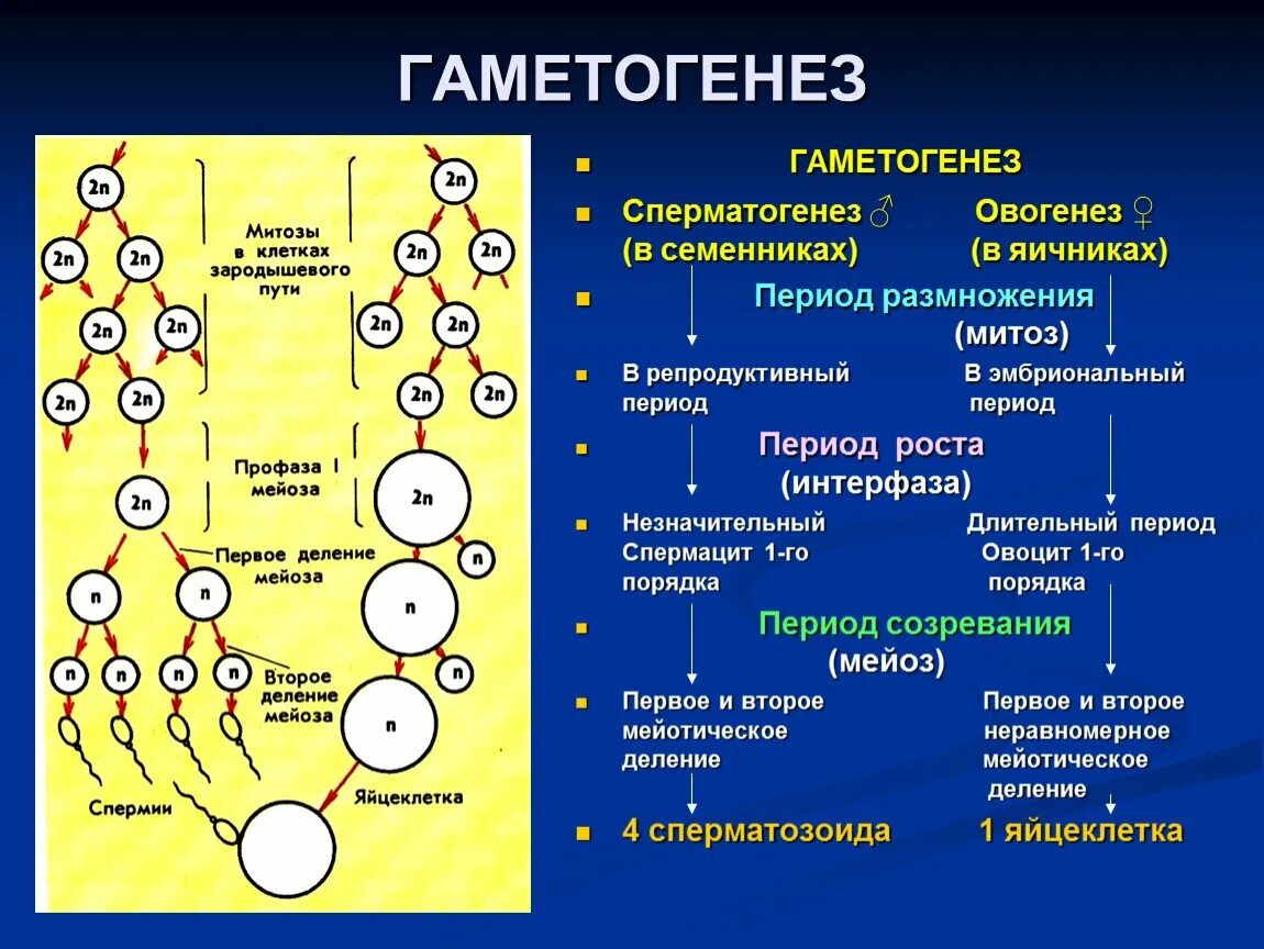 6 гаметогенез